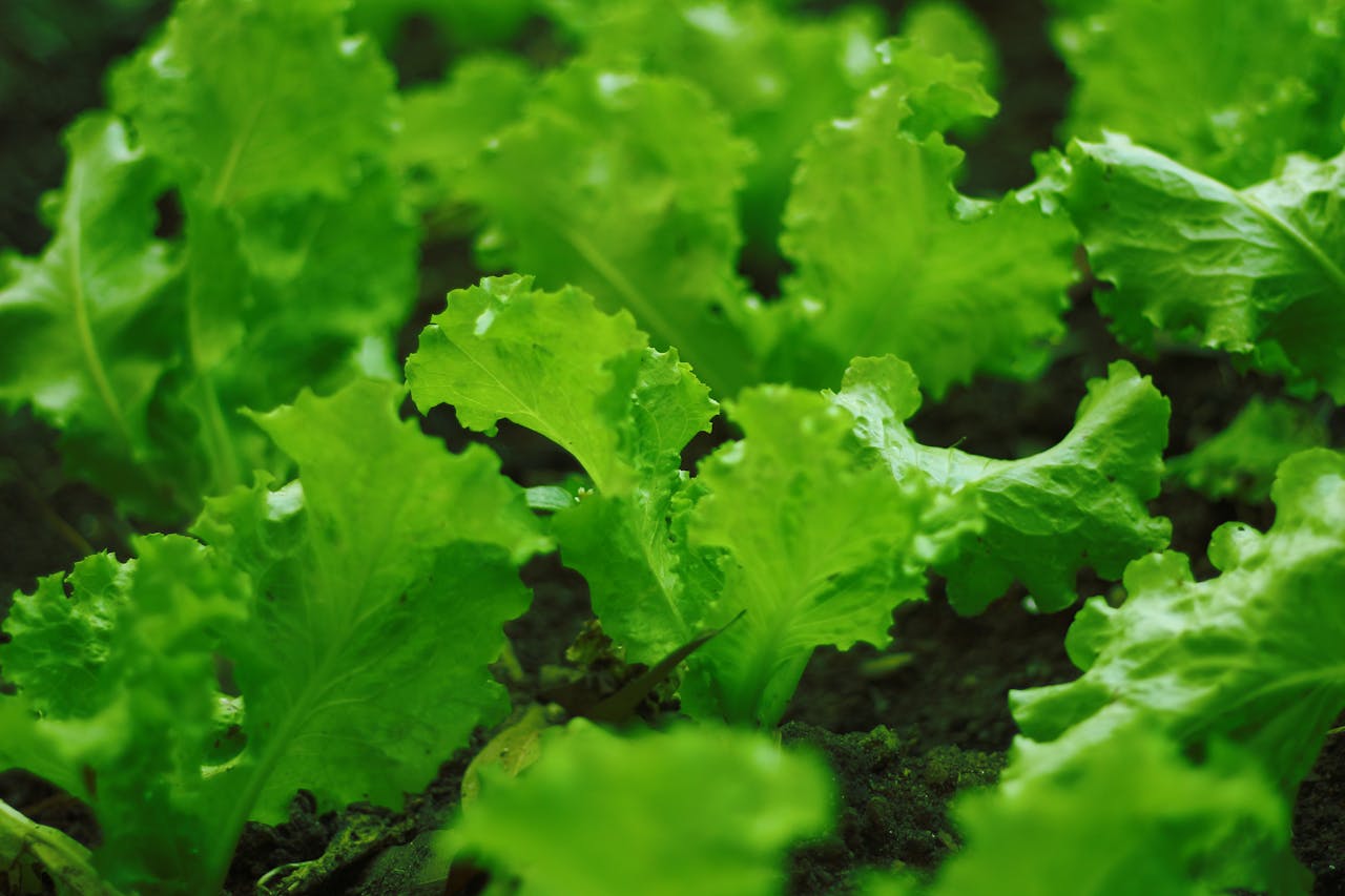 Effects of Different Ammonium and Nitrate Ratios on Lettuce Growth
