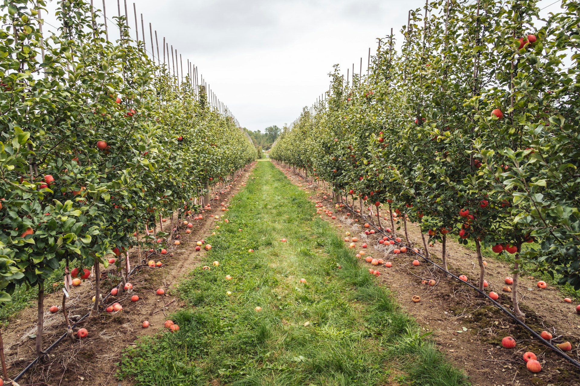 Accumulations of copper in apple orchard soils: distribution and availability in soil aggregate fractions