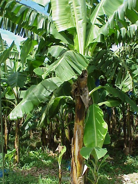 Hardening for micro propagated banana plantlets