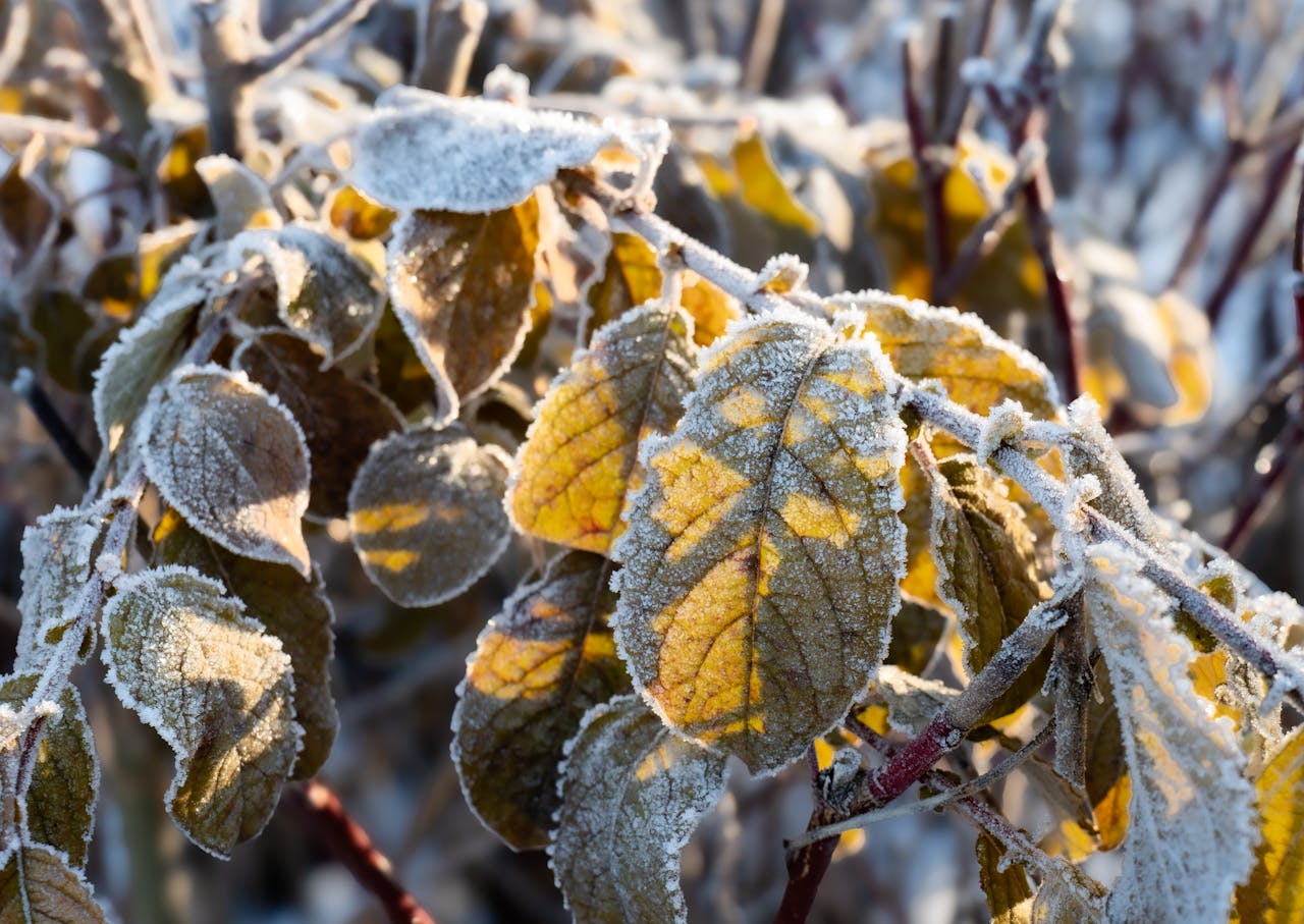 Adaptación de las plantas a bajas temperaturas