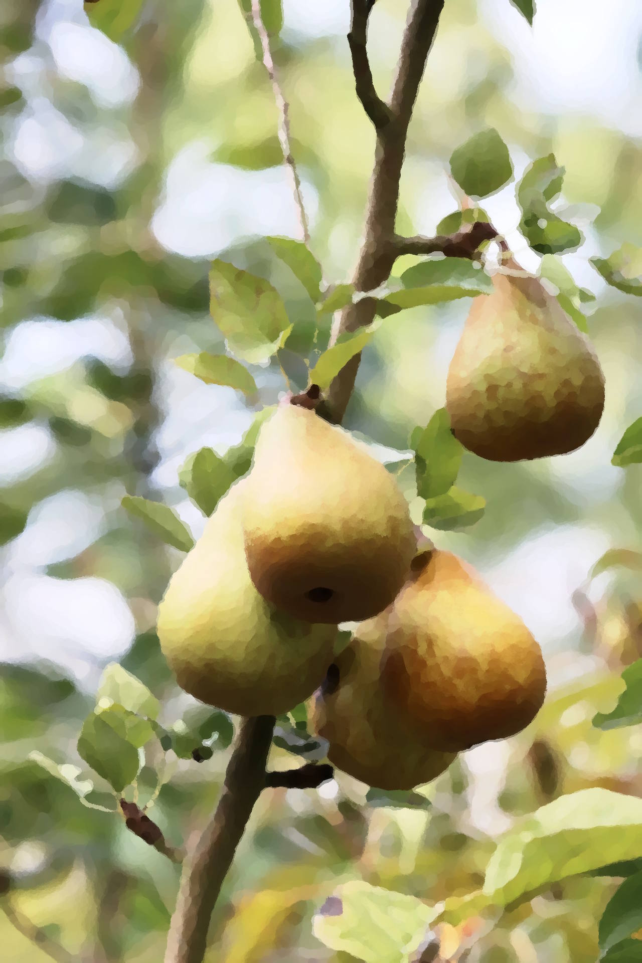 Fruits calendrier du Fruticulteur et Viticulteur