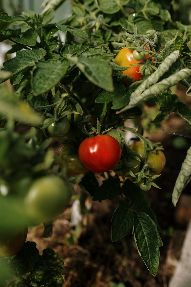 Effect of methods and time of poultry manure application on tomato