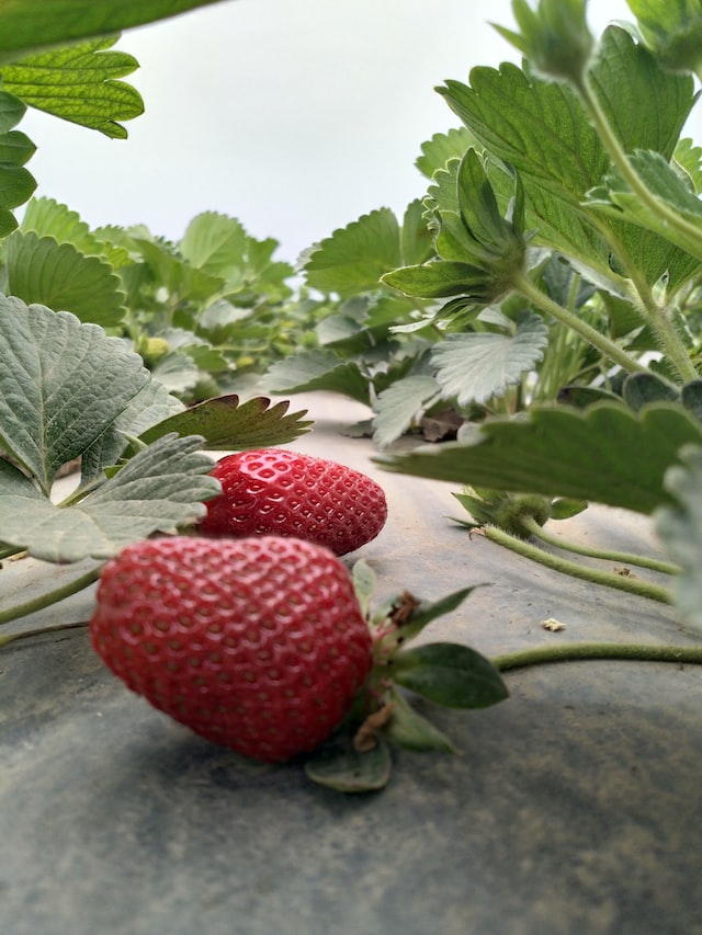 Efectes de bioestimulants i compostos nitrogenats en el conreu de maduixot
