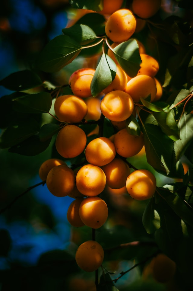 Regulated deficit irrigation in apricot