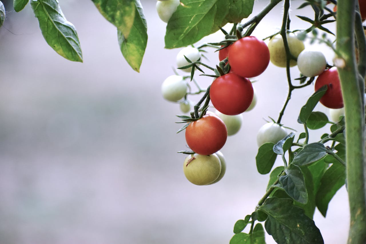 Impacts of domestication of 27 crop species on the arbuscular mycorrhizal symbiosis