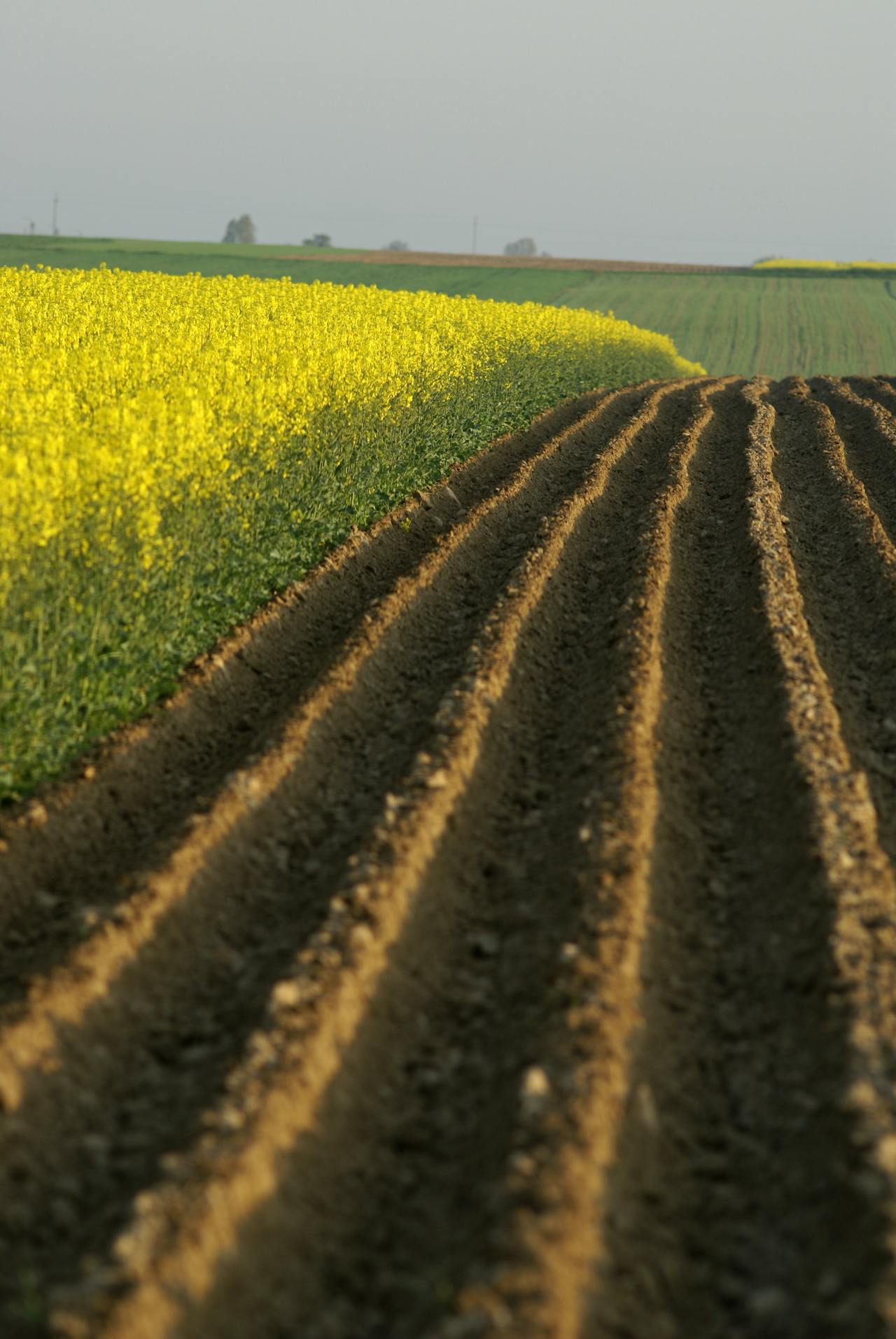 Border crops and pest incidence in potato crop