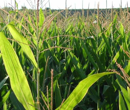 Bando dell’urea