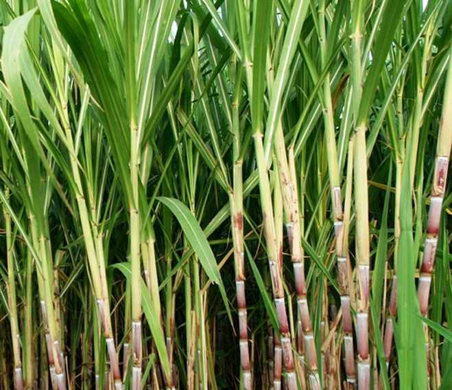 Sensibilidade de fungos entomopatogênicos a agroquímicos en cana-de-açúcar