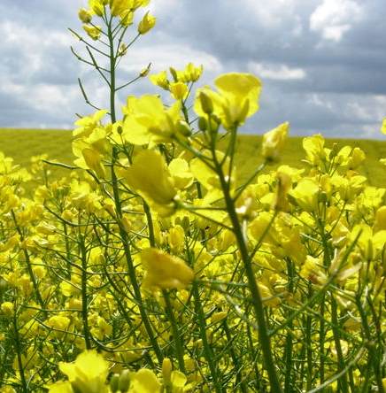 Trichoderma strains for control of stem canker of brassicas