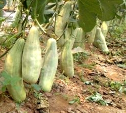 Feeding preference of Aphis gossypii on melon varieties