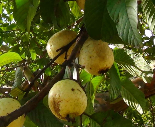 Goiabeira cultivada com águas de diferentes salinidades e doses de nitrogênio
