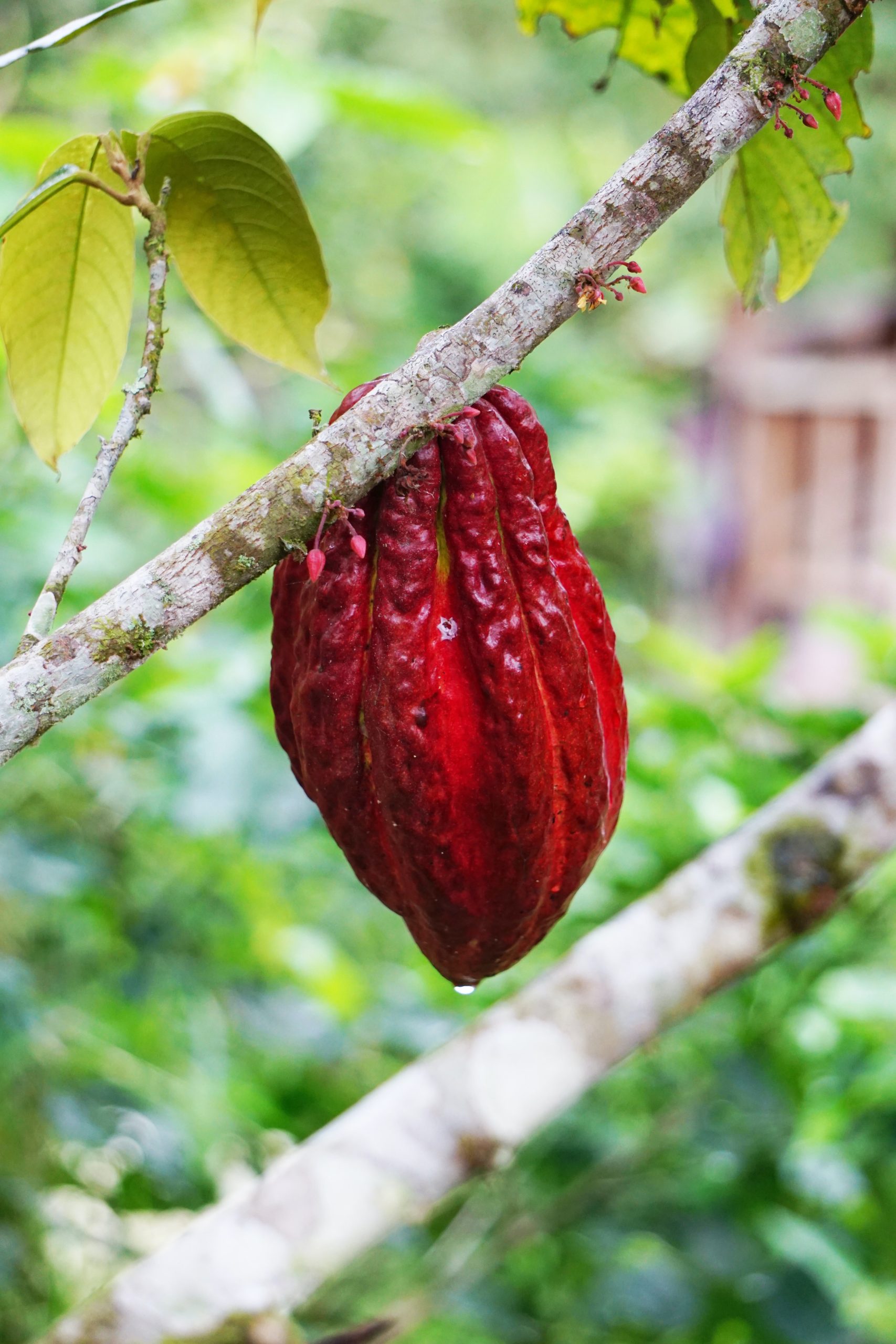 Uso de bioestimulantes en viveros de cacao
