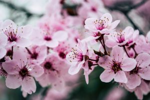 florcirerer