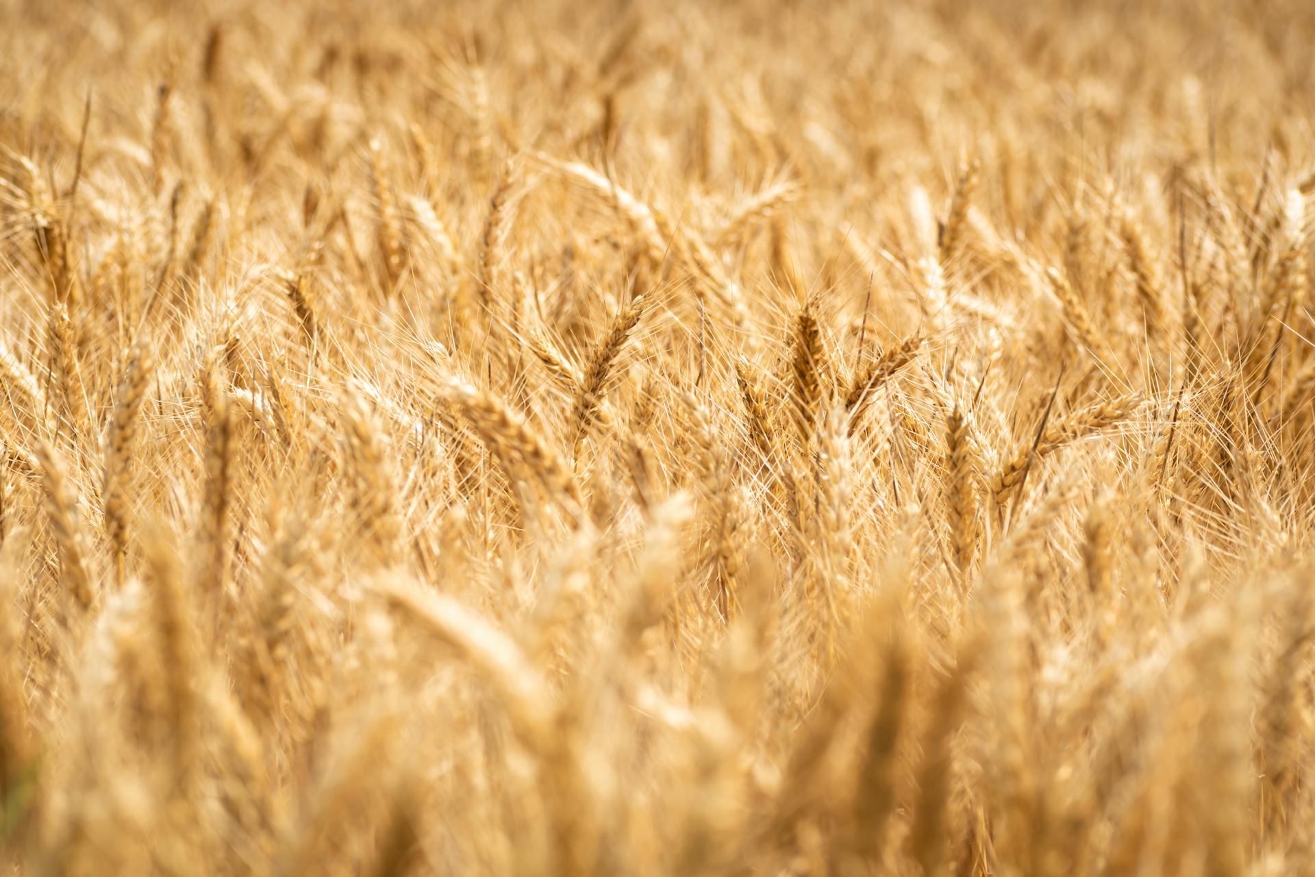 Sols agricoles, rôle du carbone organique, et atténuation du changement climatique