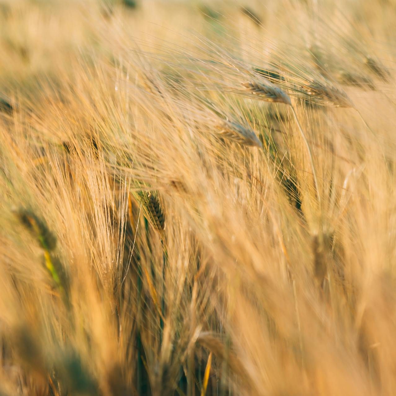 cropped blat technobulka.jpg