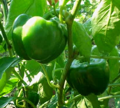 Fertilización de pimiento con dosis reducida de fertilizantes y Pseudomonas putida