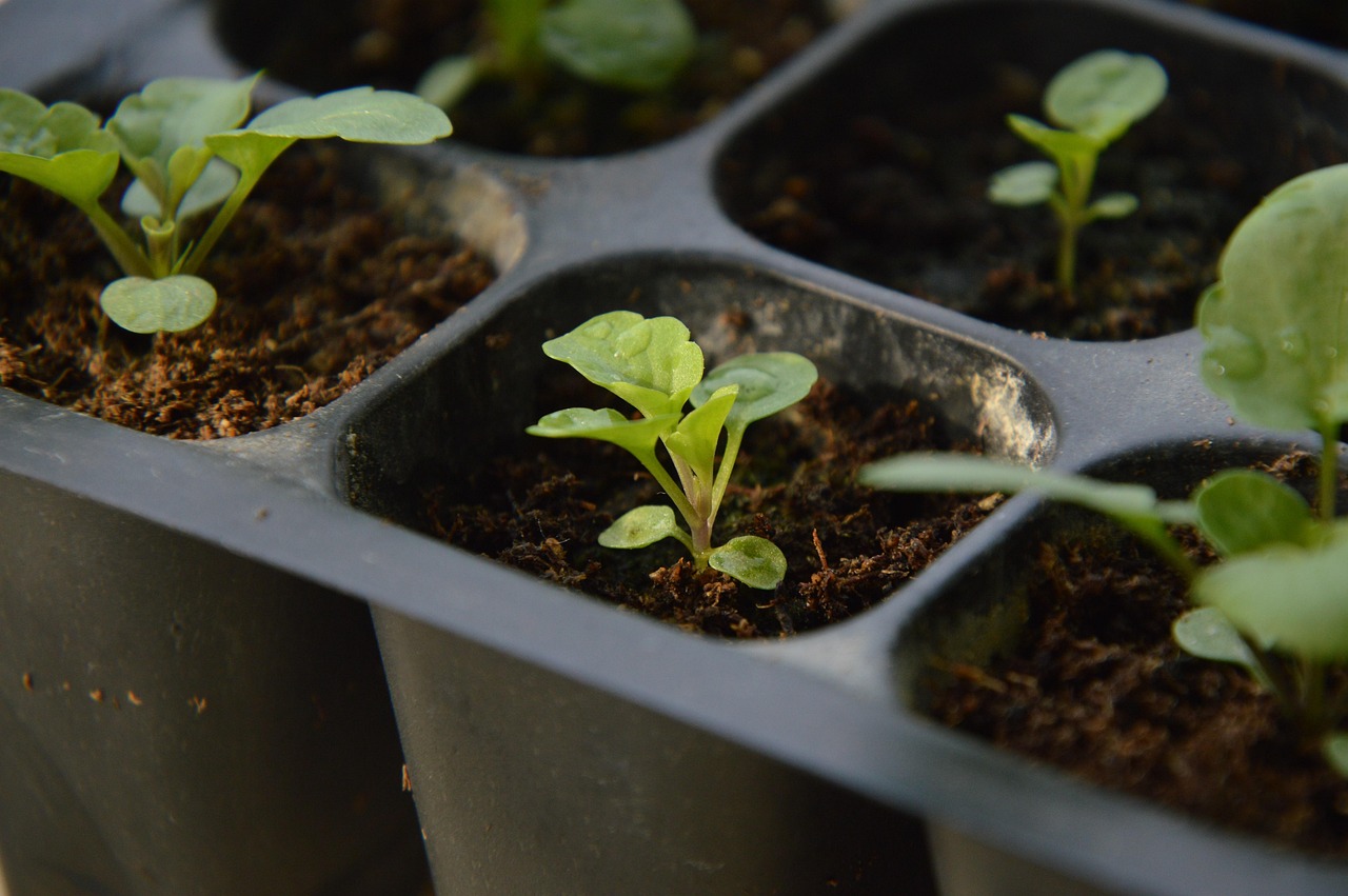 Alternatives a la torba en planters ecològics