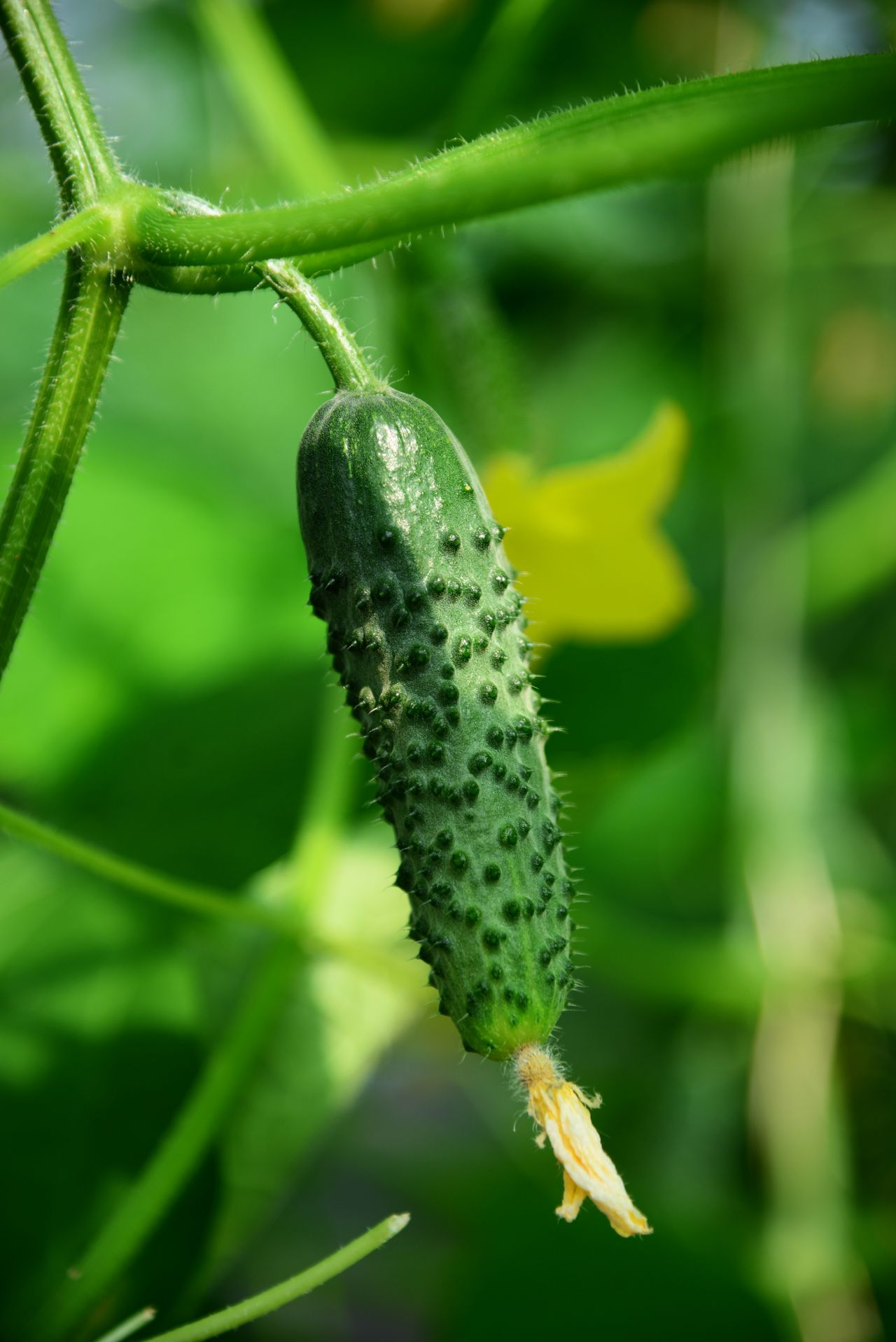 Aplicación de silicio en pepino