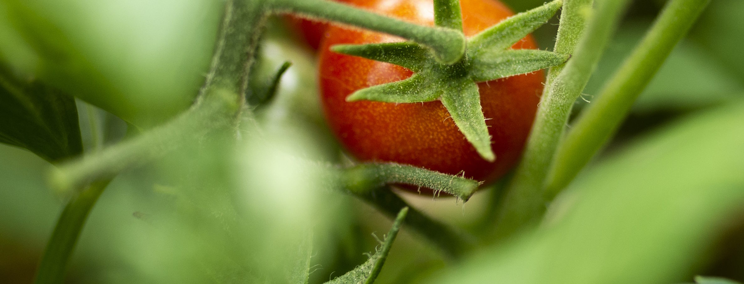 Evaluación de bioestimulantes en tomate