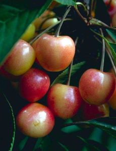 cherries4