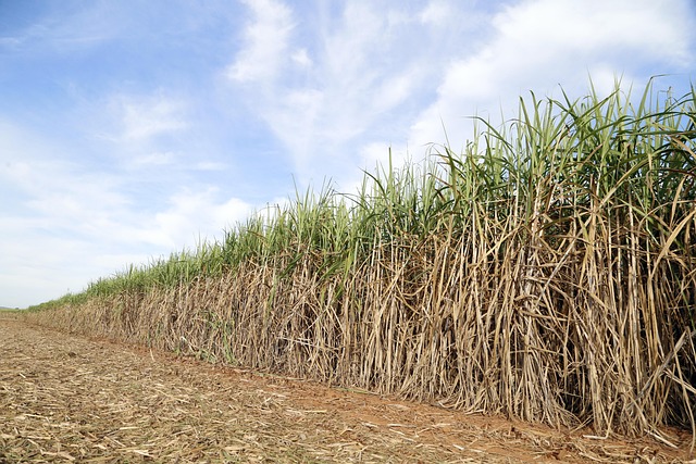 Adubação com micronutrientes e aminoácidos na cultura da cana‑de‑açúcar