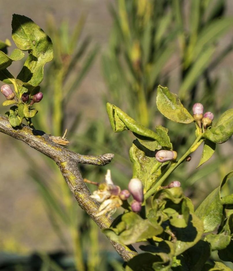 Insediamento in Sicilia del tripide asiatico Thrips parvispinus