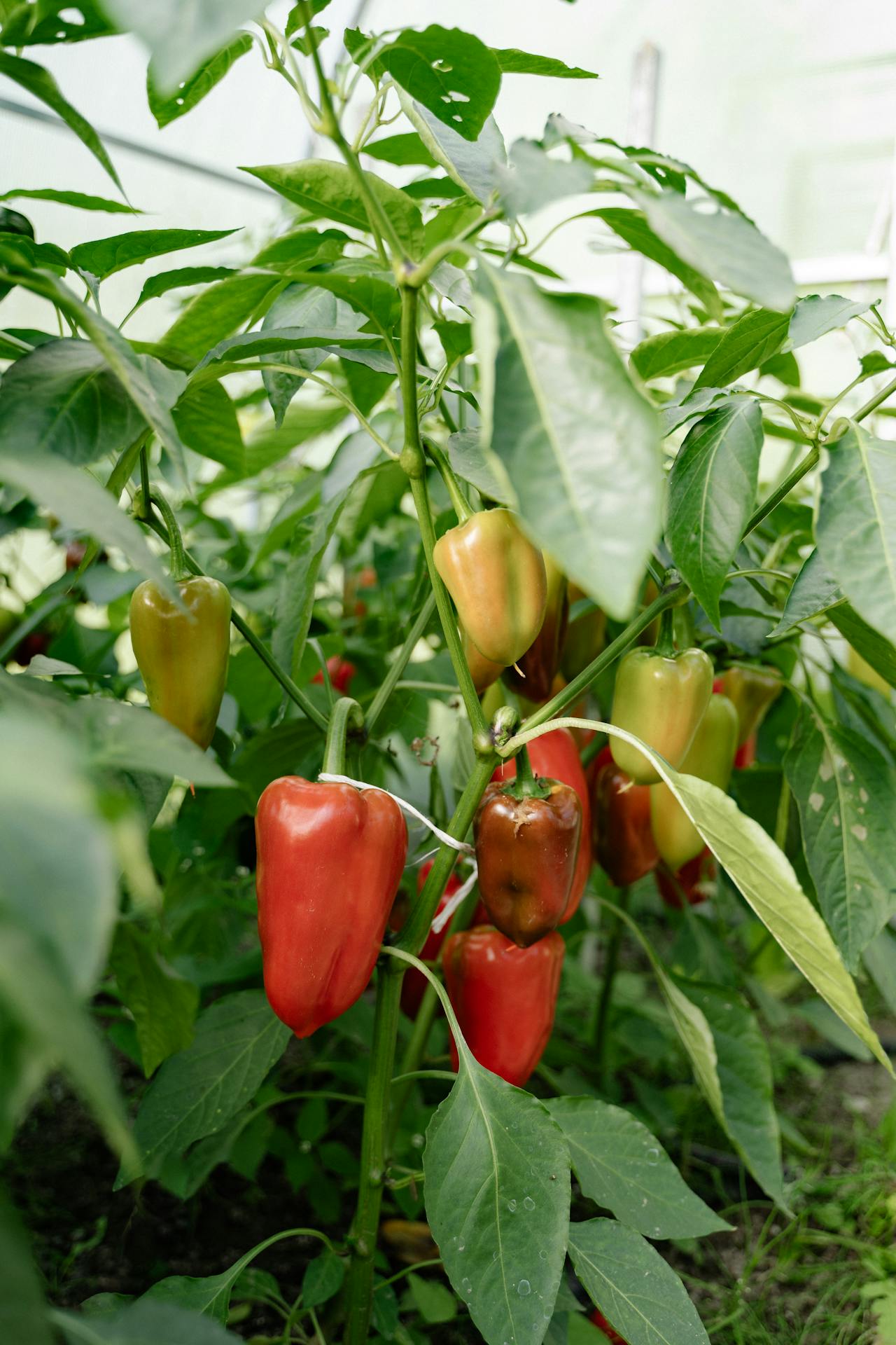 Aplicación de ácidos húmicos, quitosano y hongos micorrízicos en pimiento