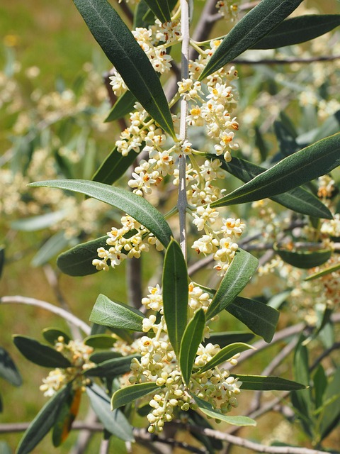 flors olivera hans blossoms