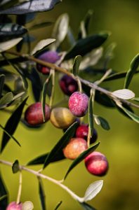 olives drbdrb