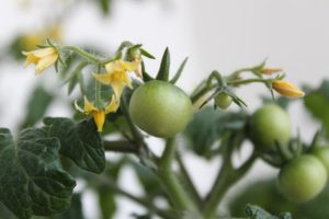 rens d weibazjczfq flors i fruits tomaquera