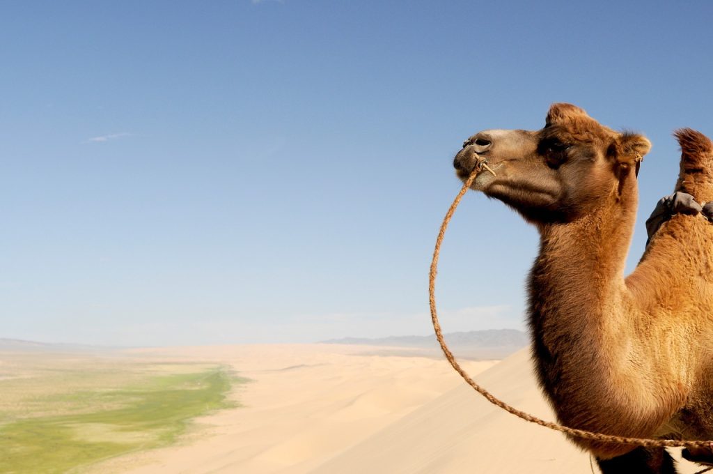 hbieser gobi